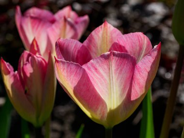 Urk şehri ve Hollanda 'da bahar zamanı birçok lale.