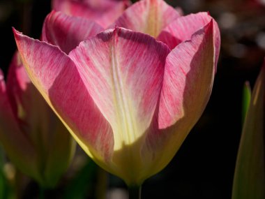 Urk şehri ve Hollanda 'da bahar zamanı birçok lale.