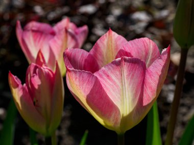 Urk şehri ve Hollanda 'da bahar zamanı birçok lale.