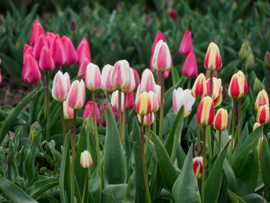 Urk şehri ve Hollanda 'da bahar zamanı birçok lale.