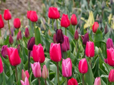 Urk şehri ve Hollanda 'da bahar zamanı birçok lale.
