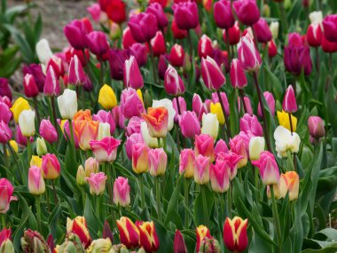 Urk şehri ve Hollanda 'da bahar zamanı birçok lale.