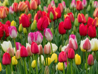 Urk şehri ve Hollanda 'da bahar zamanı birçok lale.