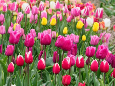 Urk şehri ve Hollanda 'da bahar zamanı birçok lale.