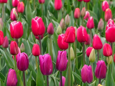 Urk şehri ve Hollanda 'da bahar zamanı birçok lale.