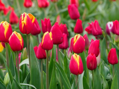Urk şehri ve Hollanda 'da bahar zamanı birçok lale.