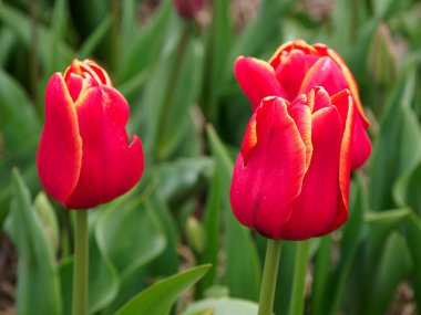 Urk şehri ve Hollanda 'da bahar zamanı birçok lale.
