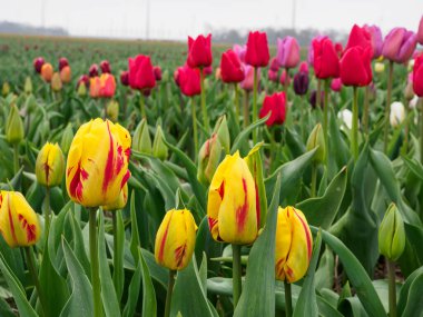 Urk şehri ve Hollanda 'da bahar zamanı birçok lale.