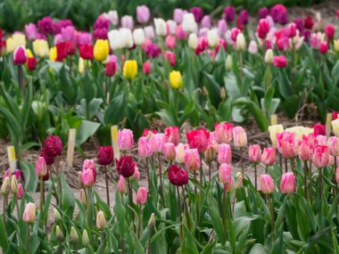 Urk şehri ve Hollanda 'da bahar zamanı birçok lale.