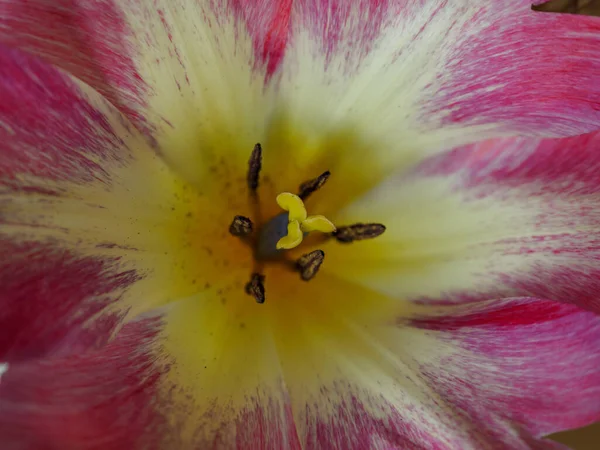春天的时候 德国花园里的郁金香 — 图库照片