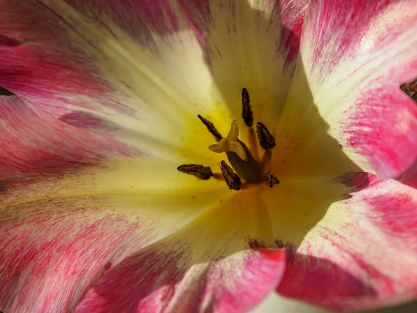 Tulipany Niemieckim Ogrodzie Wiosną — Zdjęcie stockowe