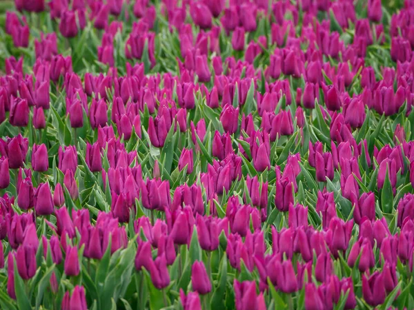 Ville Urk Nombreuses Tulipes Aux Pays Bas Printemps — Photo