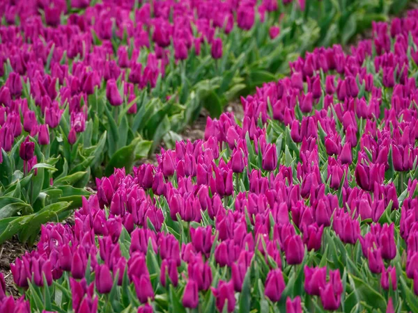 Die Stadt Urk Und Viele Tulpen Den Niederlanden Zur Frühlingszeit — Stockfoto