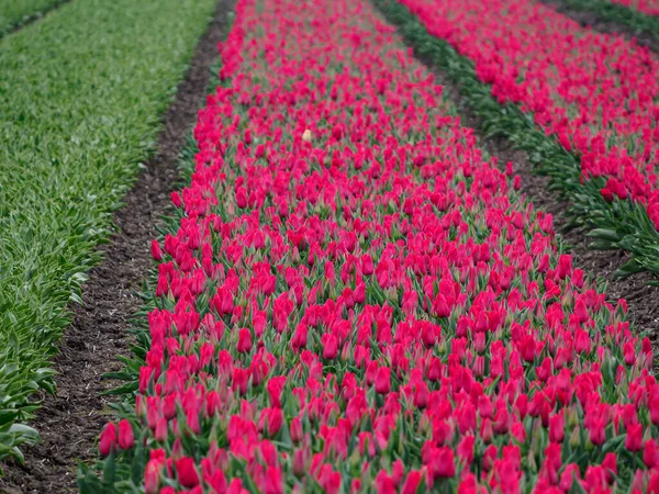 Miasto Urk Wiele Tulipanów Dolnych Krainach Wiosną — Zdjęcie stockowe