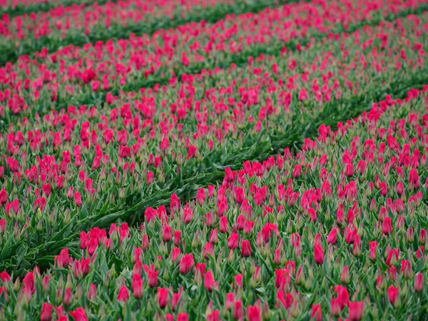 乌尔克城和许多郁金香都在春天来到了黑土 — 图库照片