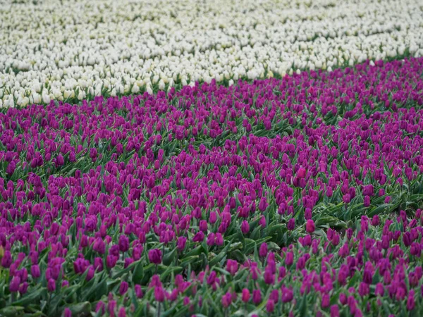 Die Stadt Urk Und Viele Tulpen Den Niederlanden Zur Frühlingszeit — Stockfoto