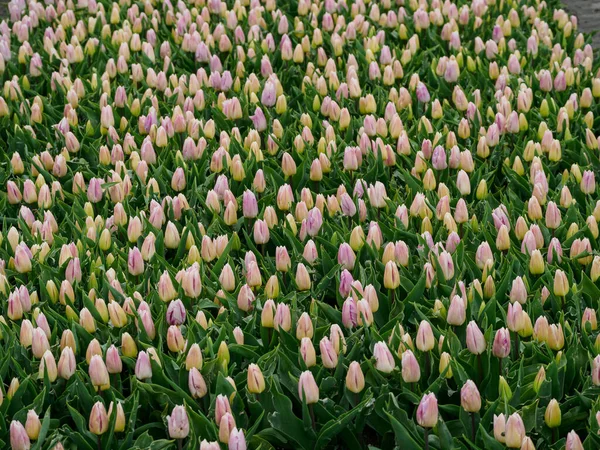 春のオランダのウルク市と多くのチューリップ — ストック写真