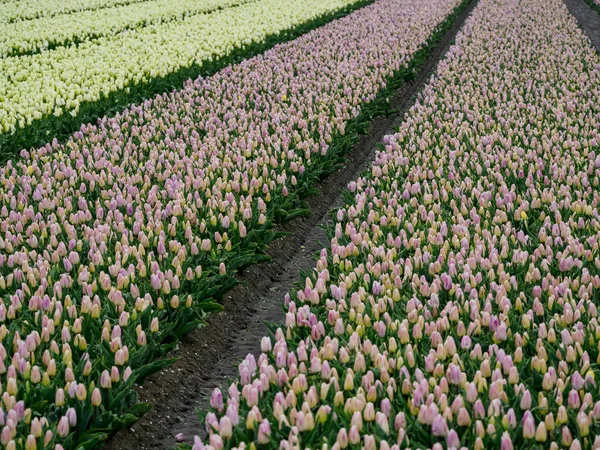 Miasto Urk Wiele Tulipanów Dolnych Krainach Wiosną — Zdjęcie stockowe