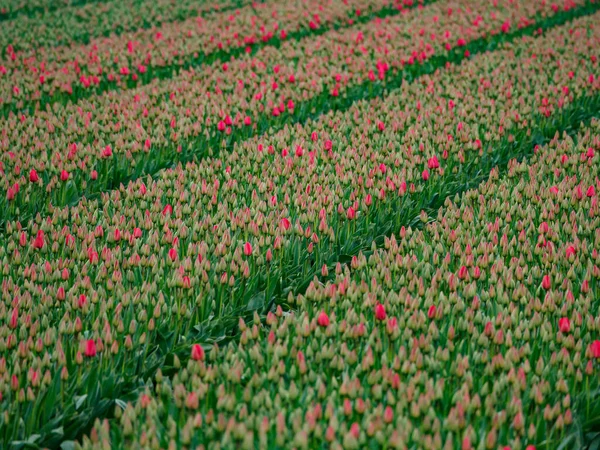 Città Urk Molti Tulipani Nei Paesi Bassi Primavera — Foto Stock