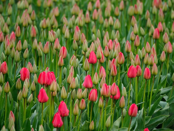 Ciudad Urk Muchos Tulipanes Los Países Bajos Primavera — Foto de Stock