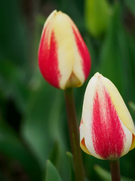 City Urk Many Tulips Netherlands Spring Time — Stock Photo, Image
