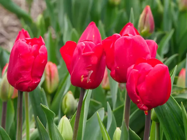 stock image The city of Urk and many tulips in the netherlands at spring time