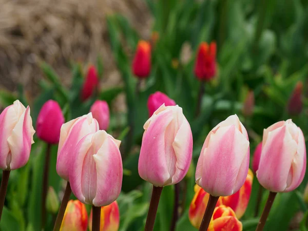 Город Урк Множество Тюльпанов Низине Весной — стоковое фото