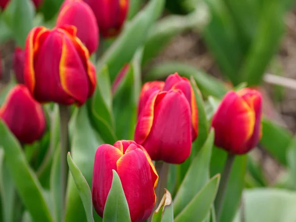 stock image The city of Urk and many tulips in the netherlands at spring time