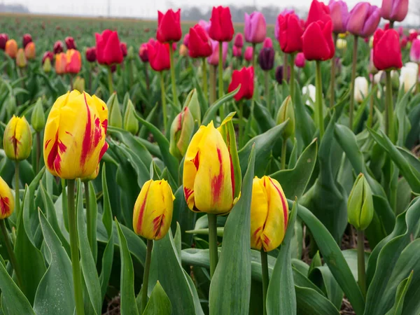 Urk şehri ve Hollanda 'da bahar zamanı birçok lale.