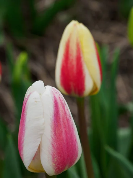 City Urk Many Tulips Netherlands Spring Time — Stock Photo, Image