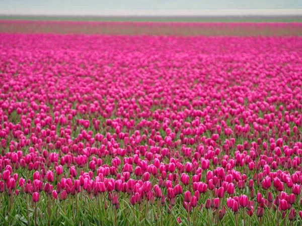 Ciudad Urk Muchos Tulipanes Los Países Bajos Primavera — Foto de Stock