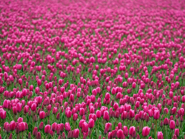 Stad Urk Vele Tulpen Nederlanden Het Voorjaar — Stockfoto