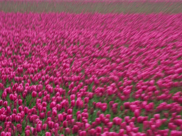 Urk Városa Sok Tulipán Alföldön Tavasszal — Stock Fotó