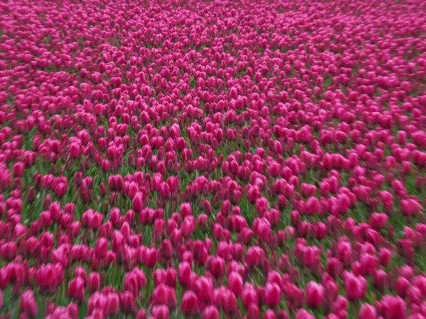 Città Urk Molti Tulipani Nei Paesi Bassi Primavera — Foto Stock