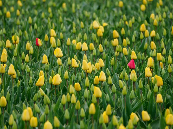 Город Урк Множество Тюльпанов Низине Весной — стоковое фото