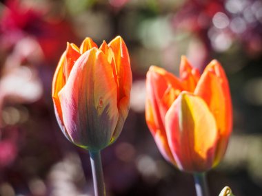 Alman bahçesinde bahar geldi.