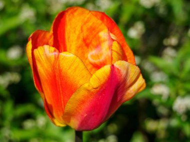 Alman bahçesinde bahar geldi.