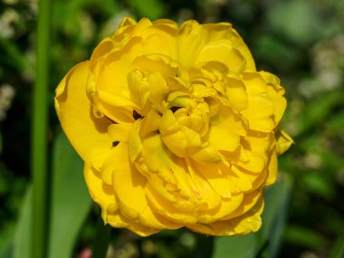 Alman bahçesinde bahar geldi.