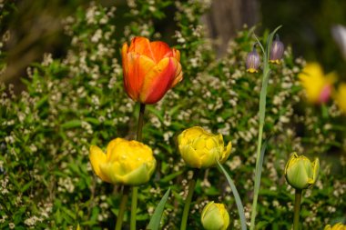 Alman bahçesinde bahar geldi.