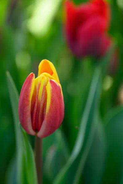 Tempo Primavera Jardim Alemão — Fotografia de Stock