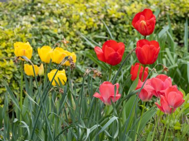 Alman bahçesinde bahar geldi.
