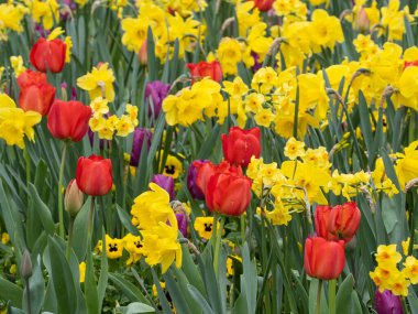 Alman bahçesinde bahar geldi.