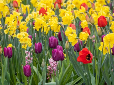 Alman bahçesinde bahar geldi.
