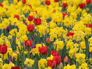 Alman bahçesinde bahar geldi.