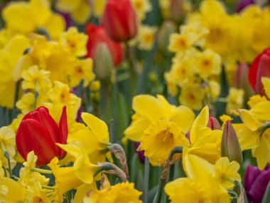 Alman bahçesinde bahar geldi.