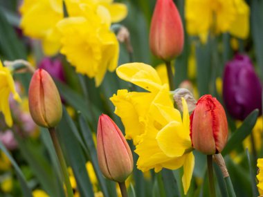 Alman bahçesinde bahar geldi.
