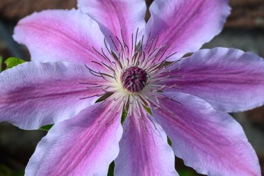 Bahçede bahar çiçekleri