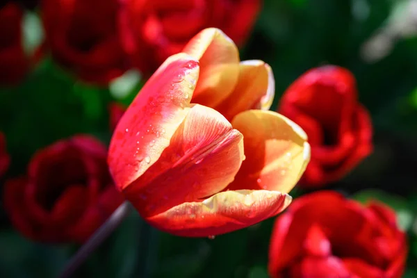 Flores Primavera Jardín — Foto de Stock