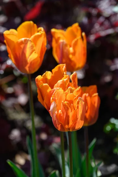 Wiosenne Kwiaty Ogrodzie — Zdjęcie stockowe