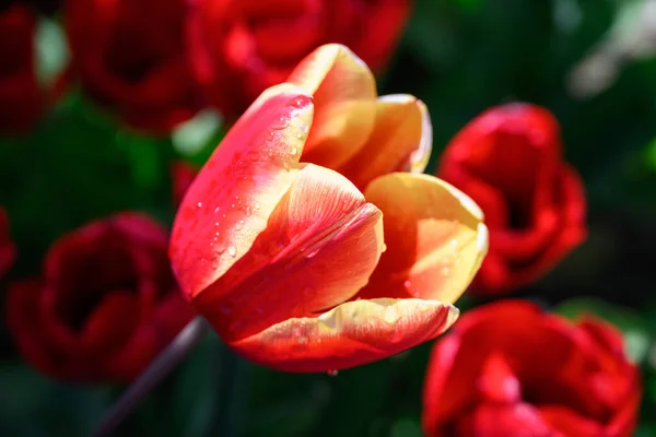 Spring Flowers Garden — Stock Photo, Image